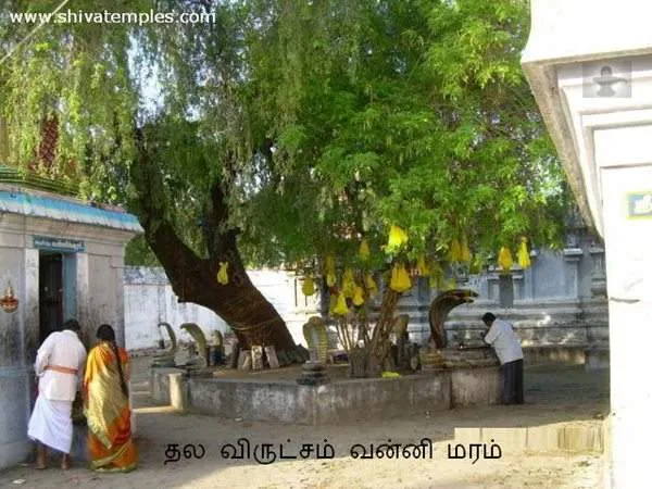 vanni maram